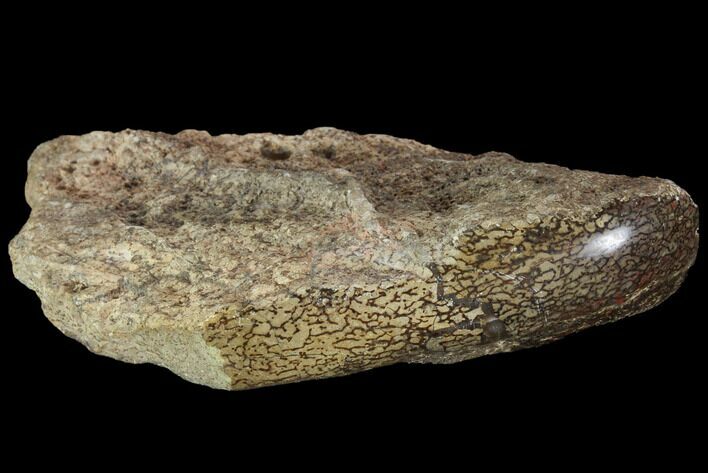 Polished Dinosaur Bone (Gembone) Section - Colorado #96422